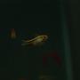 freshwater fish - puntius titteya - albino cherry barb stocking in 95 gallons tank - Puntius titteya female