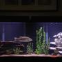 freshwater fish tank (mostly fish and non-living decorations)
