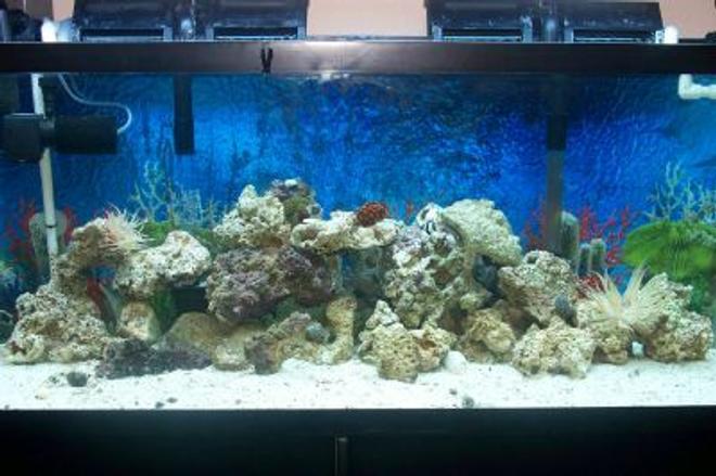 55 gallons saltwater fish tank (mostly fish, little/no live coral) - 3 mos new, 55 gallon
