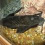 freshwater fish - glyptoperichthys gibbiceps - sailfin pleco (l-83) stocking in 100 gallons tank - this is monster my biggest pleco