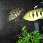 freshwater fish - altolamprologus calvus - calvus stocking in 100 gallons tank - having fun