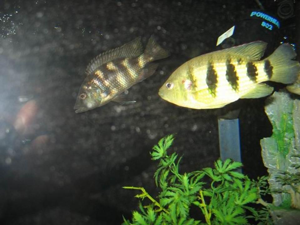 freshwater fish - altolamprologus calvus - calvus stocking in 100 gallons tank - having fun