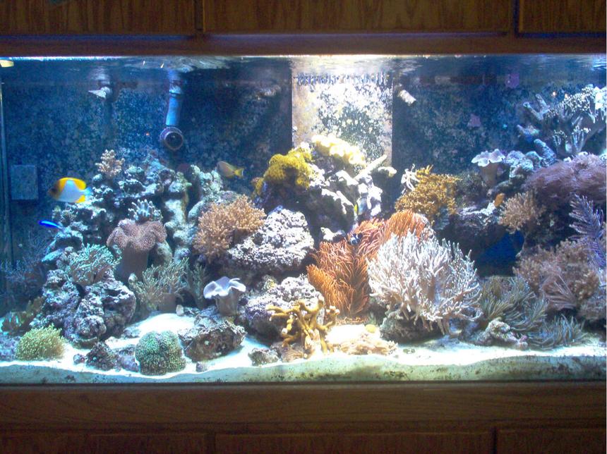 Rated #116: 75 Gallons Reef Tank - 220 Reef
