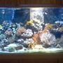 75 gallons reef tank (mostly live coral and fish) - 220 Reef