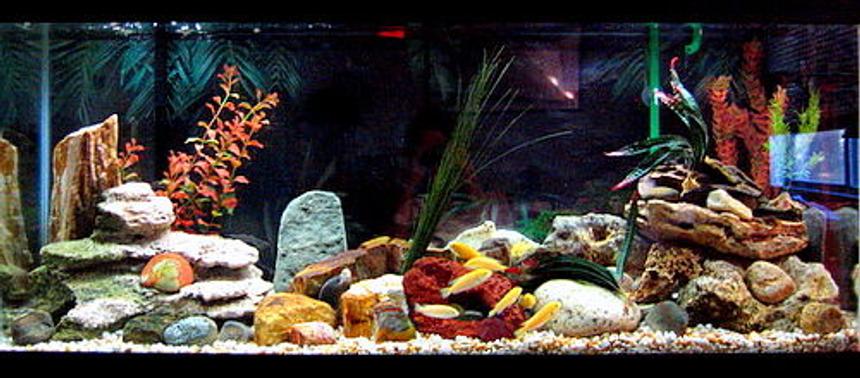 Rated #1633: 55 Gallons Freshwater Fish Tank - 55 gallon African cichlid tank, before it became a sand pit! All my decorations have been literally swallowed, due to their spawning behavior...grr...