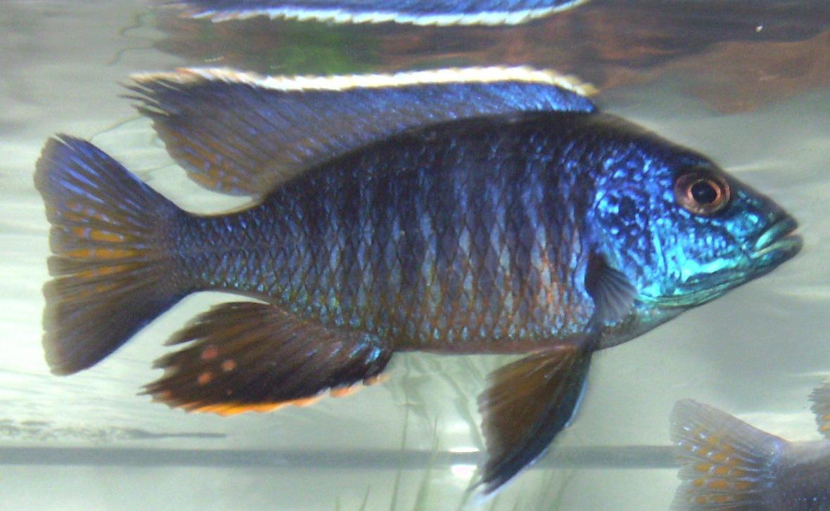 freshwater fish - aulonocara stuartgranti - peacock cichlid stocking in 90 gallons tank - If you are rating this picture real low can you send me a message why. I thought this was a good picture of a great looking fish.