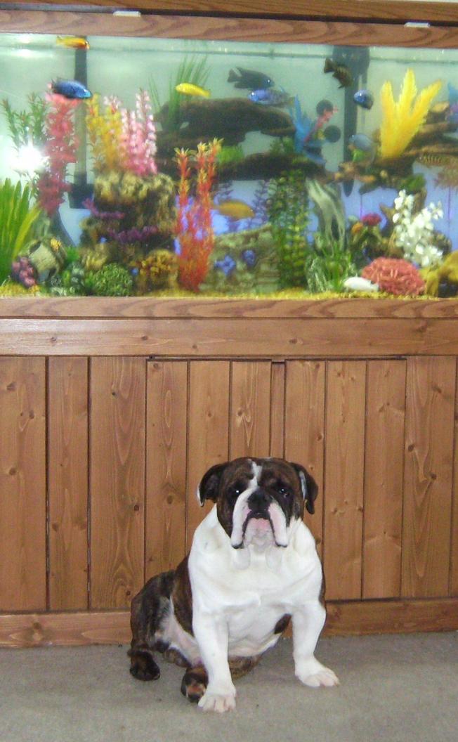 90 gallons freshwater fish tank (mostly fish and non-living decorations) - My tank and Man's Best Friend