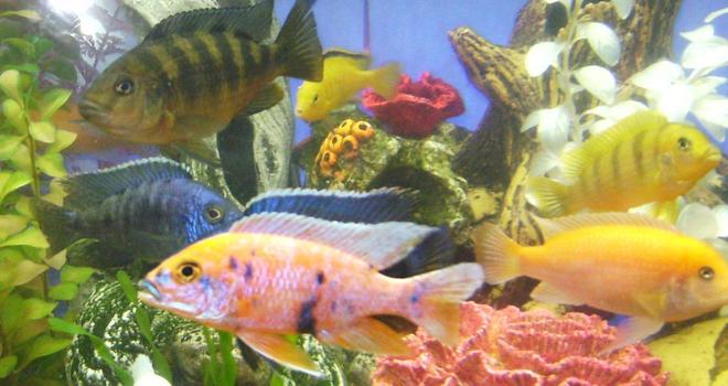 freshwater fish - labeotropheus fuelleborni - fuelleborni cichlid stocking in 90 gallons tank - A few Africans