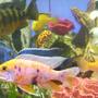 freshwater fish - labeotropheus fuelleborni - fuelleborni cichlid stocking in 90 gallons tank - A few Africans