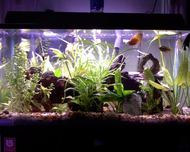 40 gallons planted tank (mostly live plants and fish) - THIS IS MY BABY