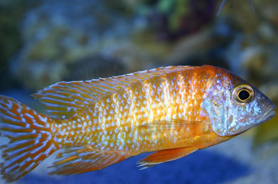 freshwater fish - aulonocara rubescens - ruby red peacock stocking in 90 gallons tank - Aulonocara Rubescens