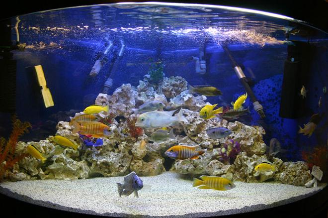 90 gallons freshwater fish tank (mostly fish and non-living decorations) - My old Male only Aulonocara and Haps Tank