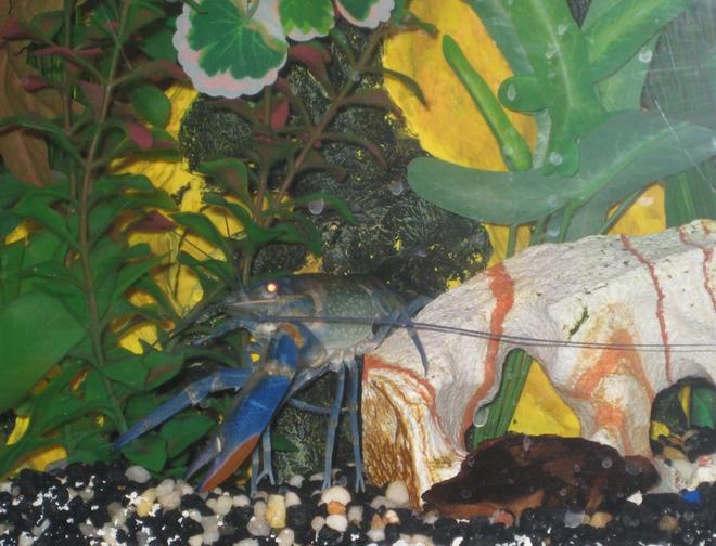 corals inverts - cherax sp. - blue knight lobster stocking in 55 gallons tank - our blue knight lobster