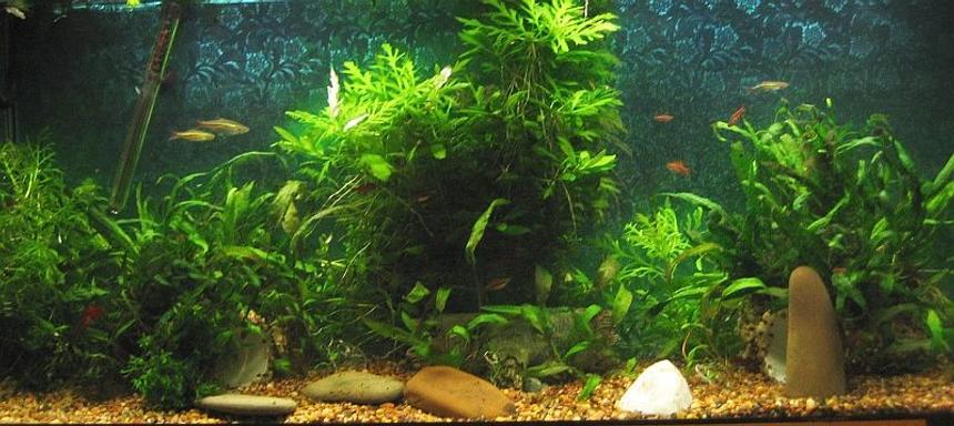 Rated #95: 55 Gallons Planted Tank - 55 gallon