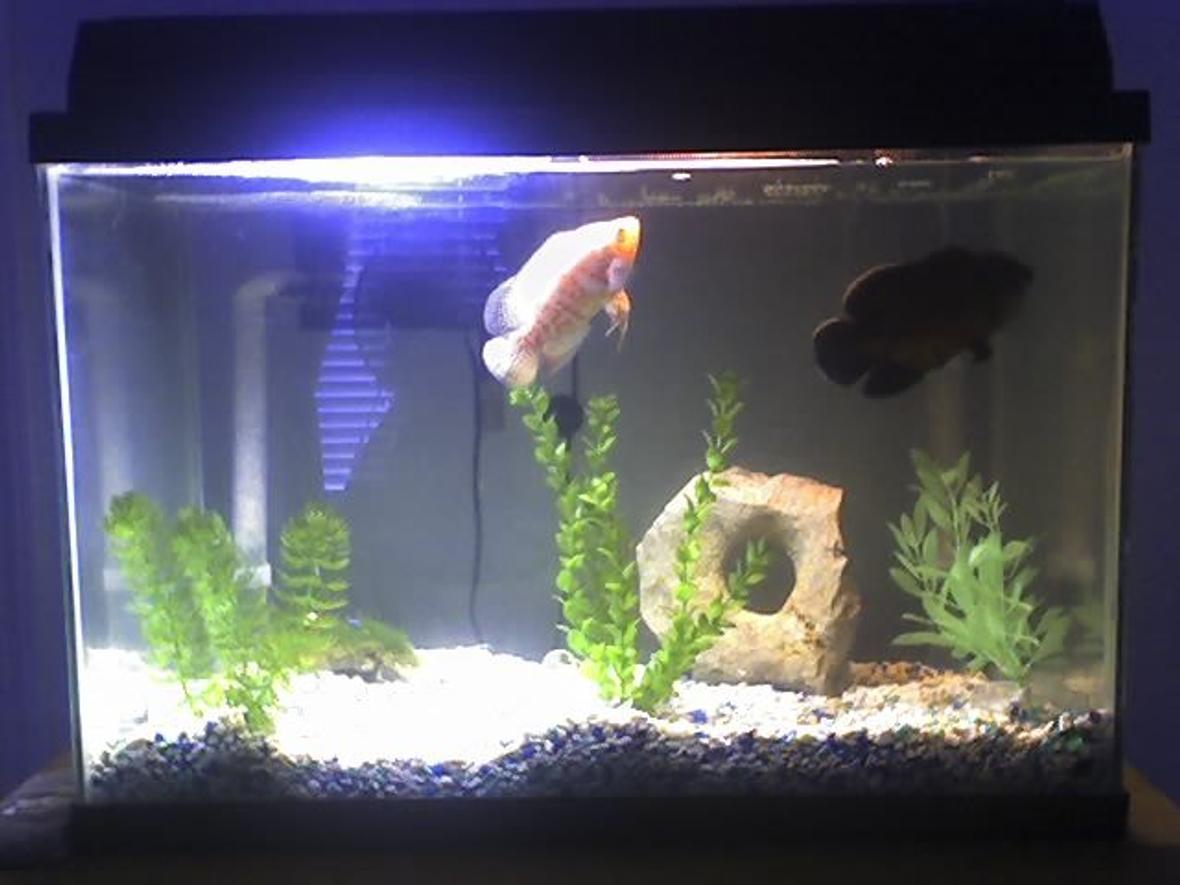 20 gallons freshwater fish tank (mostly fish and non-living decorations) - This is my 20 Gallon tank with my to Oscar's (1) Common Red "Thrasher"and (1) Albino Tiger Oscar "Princess" Girl frineds named it :(