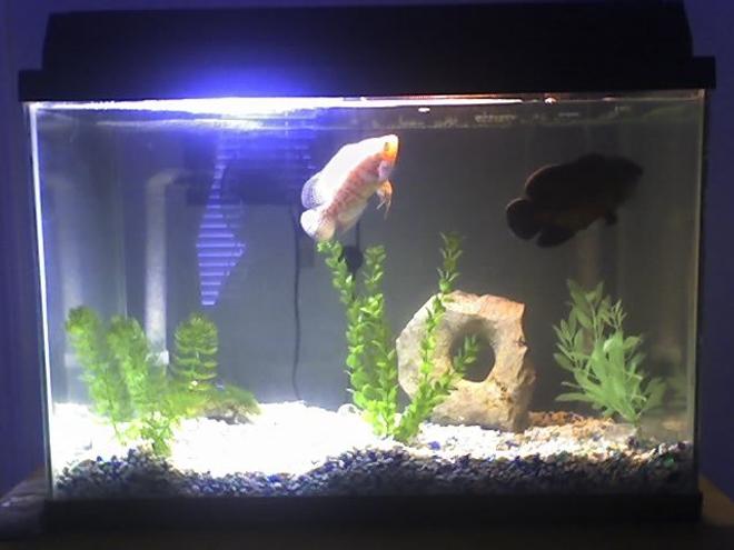 20 gallons freshwater fish tank (mostly fish and non-living decorations) - This is my 20 Gallon tank with my to Oscar's (1) Common Red "Thrasher"and (1) Albino Tiger Oscar "Princess" Girl frineds named it :(