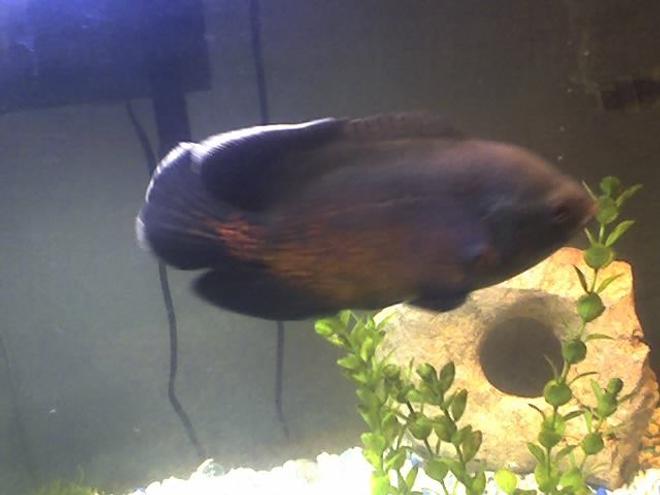 freshwater fish - astronotus ocellatus - red oscar stocking in 20 gallons tank - Thrasher 7+" Red Oscar (some times gold and some times black)