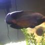 freshwater fish - astronotus ocellatus - red oscar stocking in 20 gallons tank - Thrasher 7+" Red Oscar (some times gold and some times black)