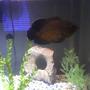 freshwater fish - astronotus ocellatus - red oscar stocking in 20 gallons tank - Thrasher 7+" Red Oscar