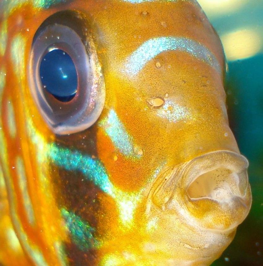 Rated #206: Freshwater Fish - Symphysodon Sp. - Pigeon Blood Discus Stocking In 110 Gallons Tank - my discus....lol