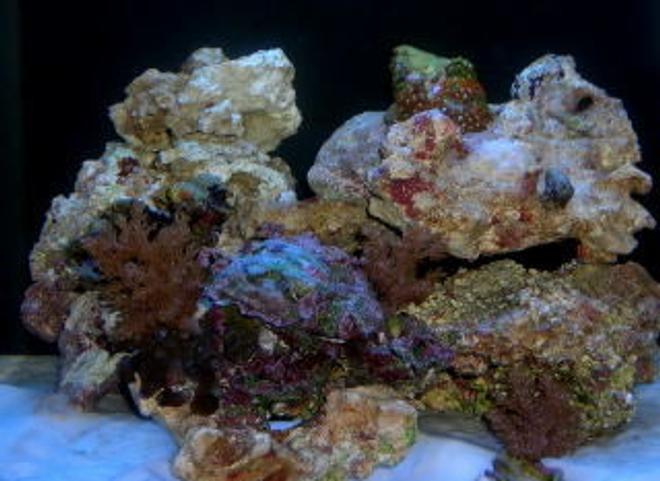 12 gallons reef tank (mostly live coral and fish) - 12 gallon nano cube dlx
9 hermit crabs, 2 emerald crabs, 3 turbo snail
Couple of polyps, few small feather dusters, 3 mussels.

will be adding more polyps and mushrooms in the near fusture along with a fire shrimp
