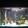 20 gallons freshwater fish tank (mostly fish and non-living decorations) - The basement tank random