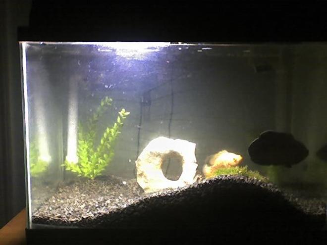 20 gallons freshwater fish tank (mostly fish and non-living decorations) - New tank set up way nicer
