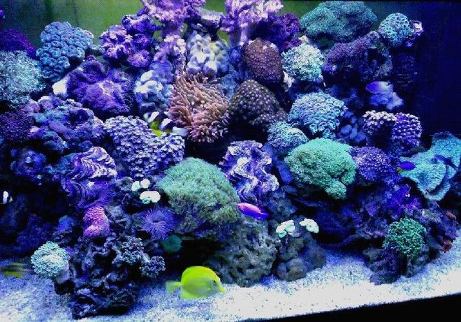 100 gallons reef tank (mostly live coral and fish) - hope you like it