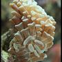 corals inverts - euphyllia paranchora - hammer / anchor coral, branching stocking in 35 gallons tank - Euphyllia