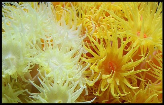 corals inverts - tubastrea faulkneri - orange sun coral stocking in 35 gallons tank - Yellow & Orange Sun Corals