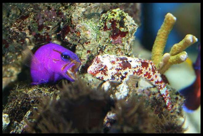 saltwater fish - gramma loreto - royal gramma basslet stocking in 35 gallons tank - Royal Grammar defending his cave from Scooter Blenny