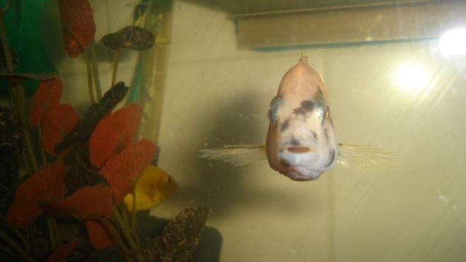 freshwater fish - aulonocara nyassae var. - orange blossom peacock cichlid stocking in 70 gallons tank - cichlid tete