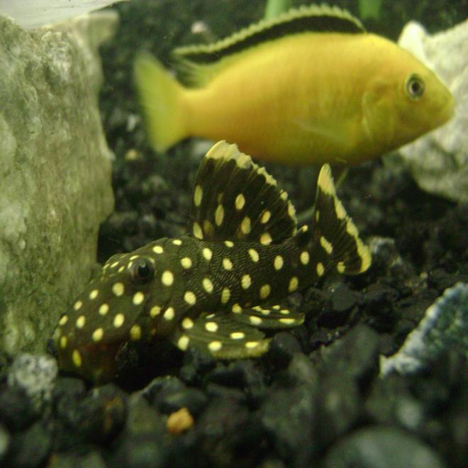 freshwater fish - baryancistrus sp. - gold nugget pleco (l-18) stocking in 120 gallons tank - Glod Nugglet Yellow Lab