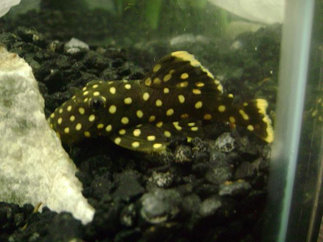 freshwater fish - baryancistrus sp. - gold nugget pleco (l-18) stocking in 120 gallons tank - Gold Nugglet Pleco
