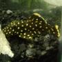 freshwater fish - baryancistrus sp. - gold nugget pleco (l-18) stocking in 120 gallons tank - Gold Nugglet Pleco