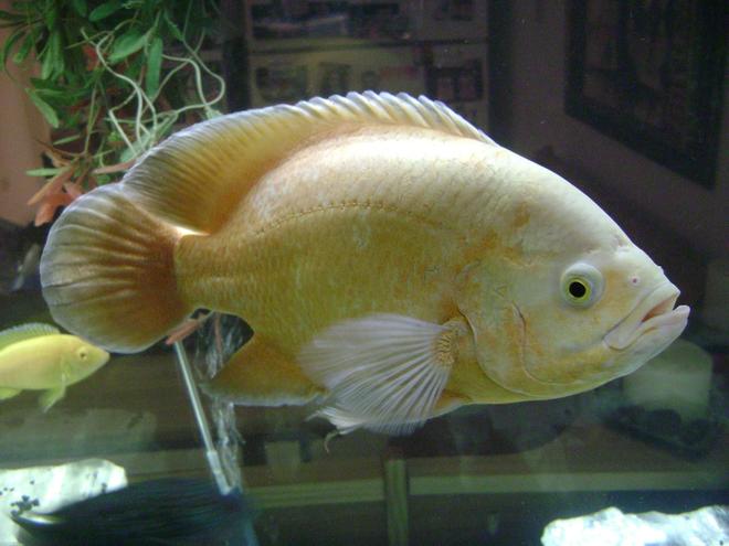 freshwater fish - astronotus ocellatus - albino oscar stocking in 120 gallons tank - Albino Oscar