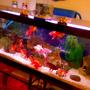 fish tank picture - my freshwater tank..