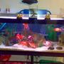 75 gallons freshwater fish tank (mostly fish and non-living decorations) - my freshwater tank..