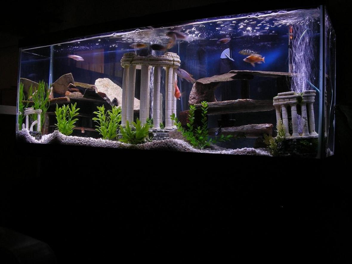 50 gallons freshwater fish tank (mostly fish and non-living decorations) - 12 Misc African Cichlids 1 blood parrot 1 jack dempsy 1 blue lobster