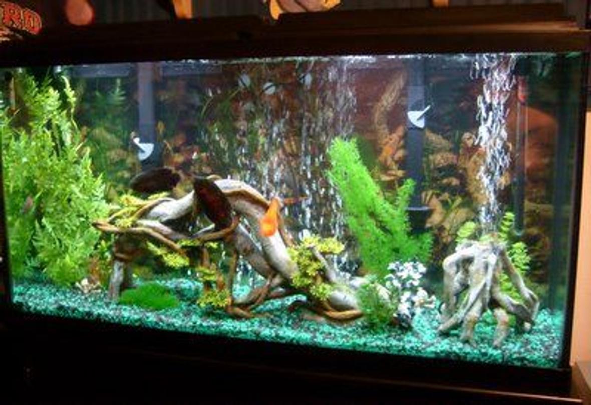 60 gallons freshwater fish tank (mostly fish and non-living decorations) - 60 Gallon Tank!