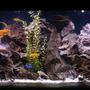 100 gallons freshwater fish tank (mostly fish and non-living decorations) - assorted cichlids