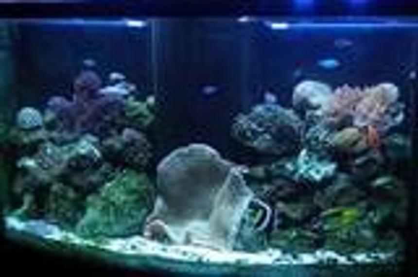 Rated #206: 125 Gallons Reef Tank - My 90 Gallon bowfront reef tank (my first SW tank) that holds an XL anemone