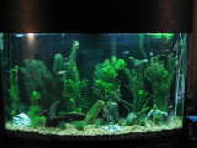 125 gallons planted tank (mostly live plants and fish) - My planted tank