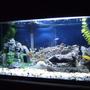 40 gallons freshwater fish tank (mostly fish and non-living decorations) - The new cichlid setup
