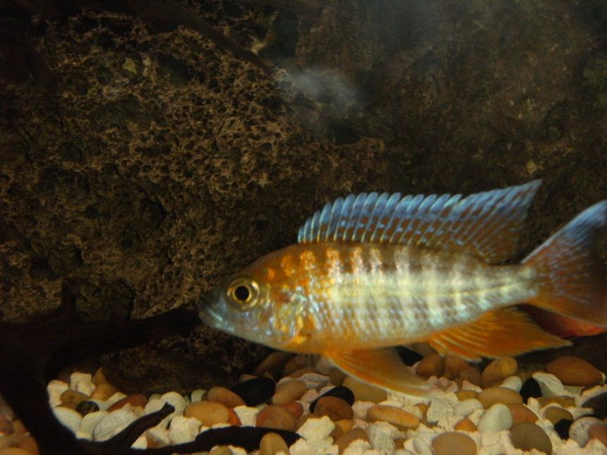 Rated #1372: Freshwater Fish - Aulonocara Rubescens - Ruby Red Peacock Stocking In 40 Gallons Tank - Beautiful peacock