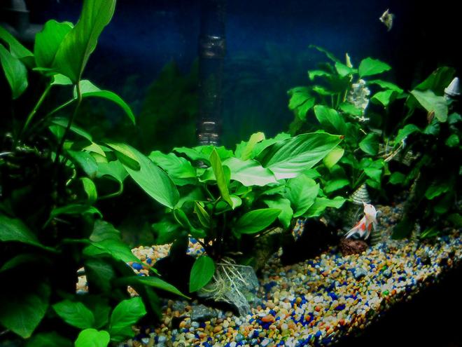 22 gallons planted tank (mostly live plants and fish) - Guest room aquarium.  Goldfish, Danios, Cory Cats for inhabitants.  All plants: Anubias species.  Volume: 22USG.  Filters: 1 modified UGF + 1 external filter rated at 300ph.  Lighting: .75 watts/gal, flourescent, Coralife Plant Gro.