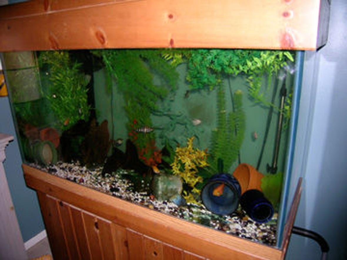 90 gallons freshwater fish tank (mostly fish and non-living decorations) - 90 Gallon