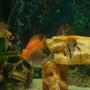 fish tank picture - .