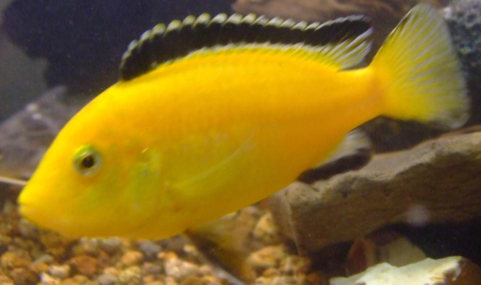 freshwater fish - labidochromis caeruleus - electric yellow cichlid stocking in 90 gallons tank - Electric yellow
