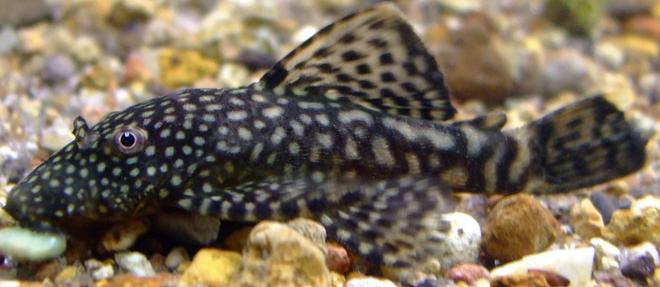 freshwater fish - peckoltia sp. - yellow prince tiger pleco (l-72) stocking in 90 gallons tank - Plectostomus